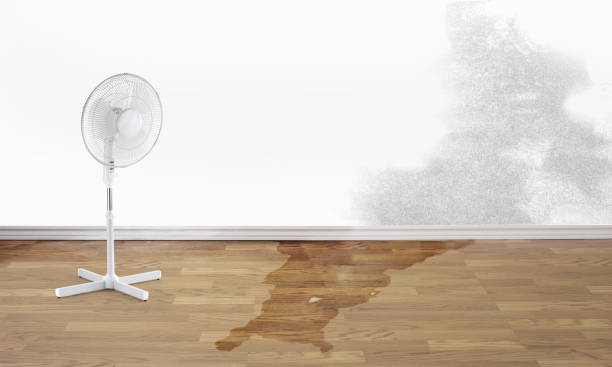 Best Carpet water damage restoration  in Commerce, GA
